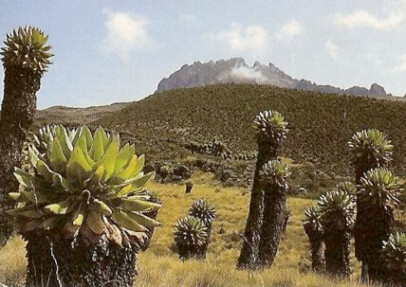 Mt. Kilimanjaro Climb Desert